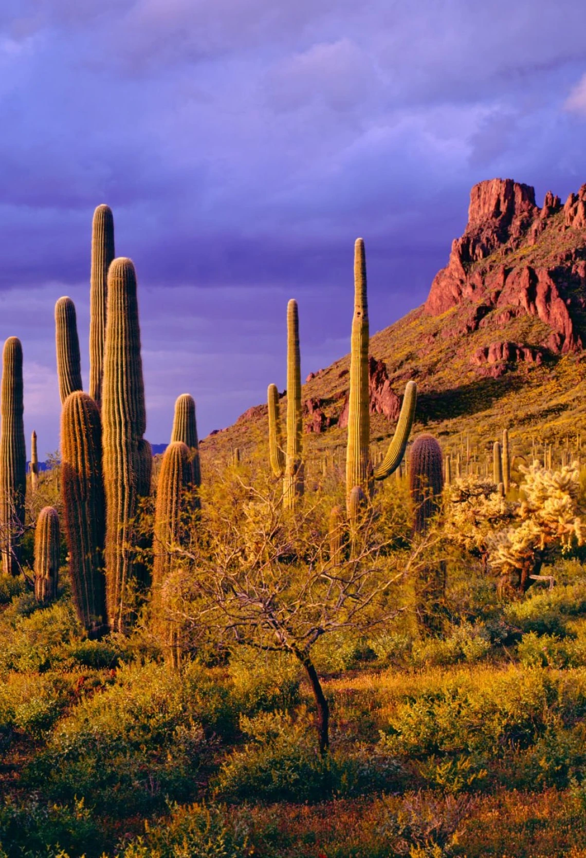 Clearing spring storm at the Ajo Mountains in Organ Pipe Cactus National Monument