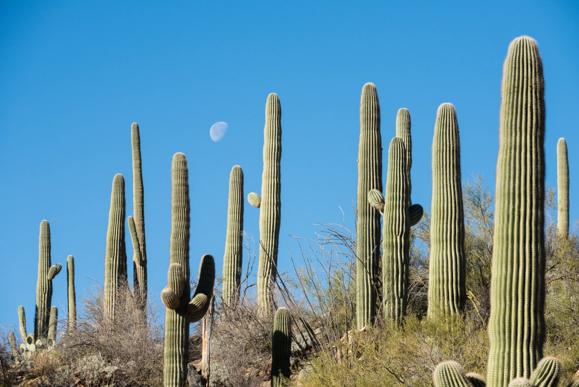 Saguaros and the Moon in Daylight